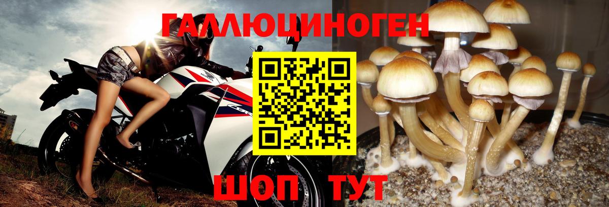 Галлюциногенные грибы Psilocybe  Галлюциногенные грибы прущие грибы  Ликино-Дулёво  Вход с VPN 